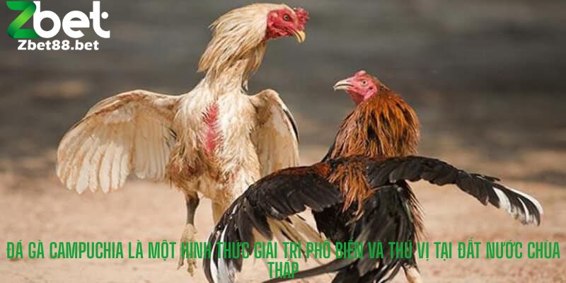 Đá gà Campuchia là một hình thức giải trí phổ biến và thú vị tại đất nước Chùa Tháp