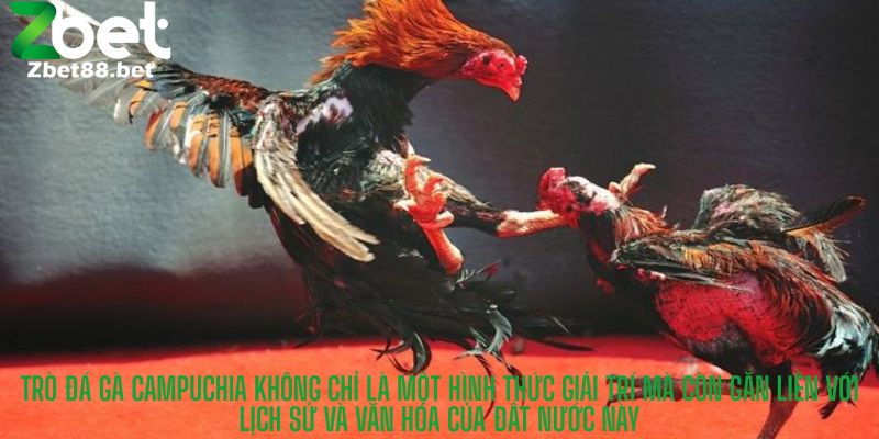 Trò đá gà Campuchia không chỉ là một hình thức giải trí mà còn gắn liền với lịch sử và văn hóa của đất nước này