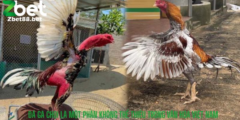 Đá gà chọi là một phần không thể thiếu trong văn hóa Việt Nam