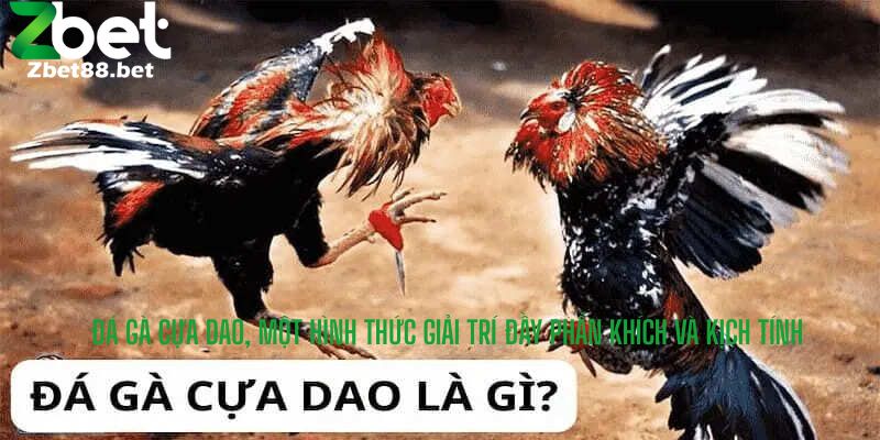 Đá gà cựa dao, một hình thức giải trí đầy phấn khích và kịch tính