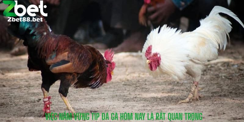 việc nắm vững tip đá gà hôm nay là rất quan trọng