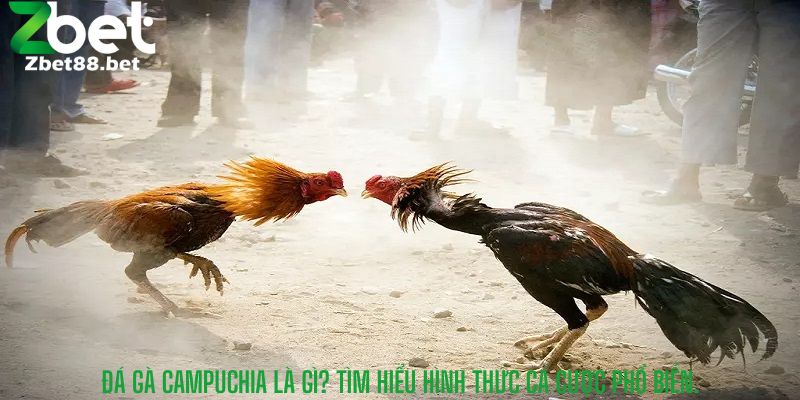 Đá Gà Campuchia Là Gì? Tìm Hiểu Hình Thức Cá Cược Phổ Biến.