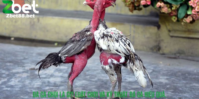 Đá Gà Chọi Là Gì? Luật Chơi Và Kỹ Thuật Đá Gà Hiệu Quả.