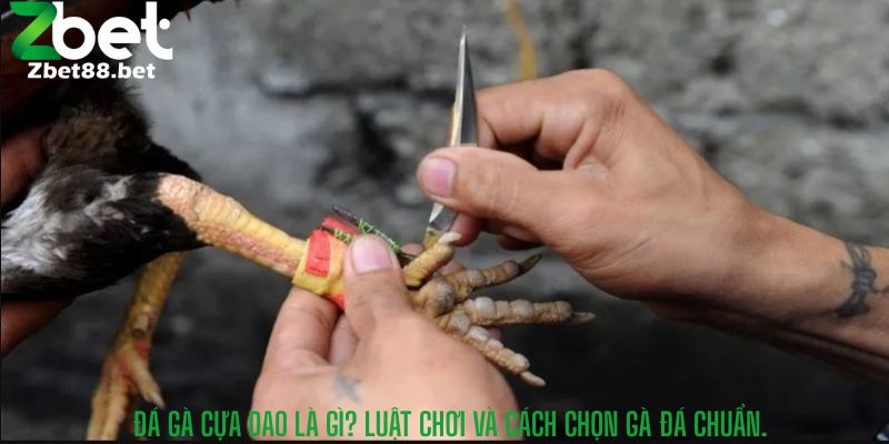 Đá Gà Cựa Dao Là Gì? Luật Chơi Và Cách Chọn Gà Đá Chuẩn.